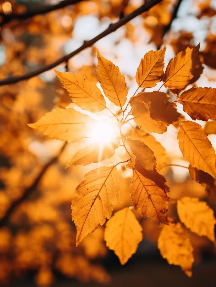 4 Consigli  per Prepararsi all’Autunno